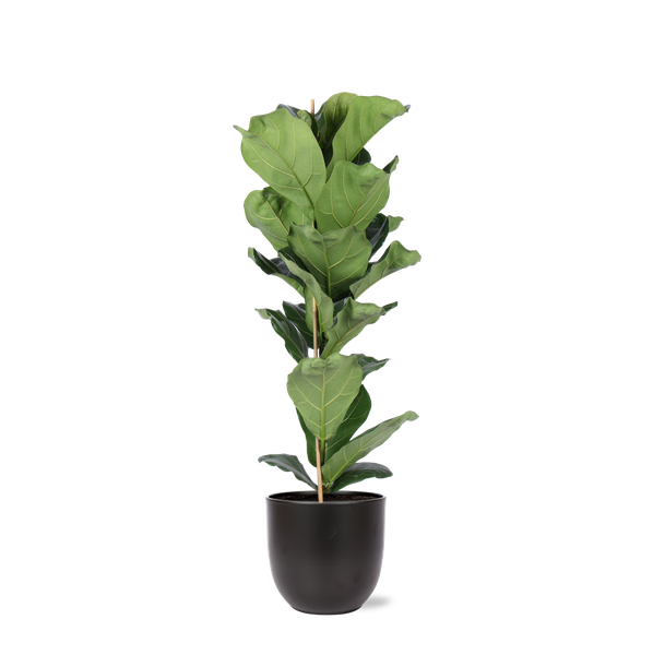 Ficus Lyrata - Ø21cm - ↕90cm en pot BOULE anthracite