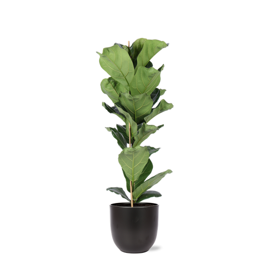 Ficus Lyrata - Ø21cm - ↕90cm in BOULE antraciet pot