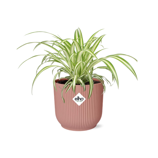 Chlorophytum Comosum Variegatum in ELHO Vibes Fold 14cm roze
