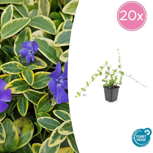 Vinca mineur 'Bleu et Or' - ↕10-25cm - Ø9cm - 20x