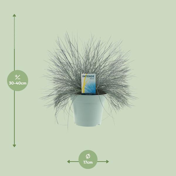 Festuca Glauca Bleu Intense® - Ø17cm - ↕35cm