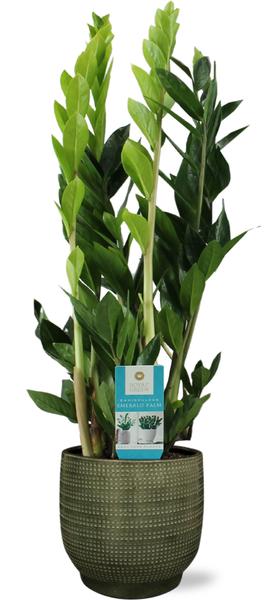 Zamioculcas Zamiifolia - Ø17cm - ↕70cm + Pot Lykke D18x16cm - Vert