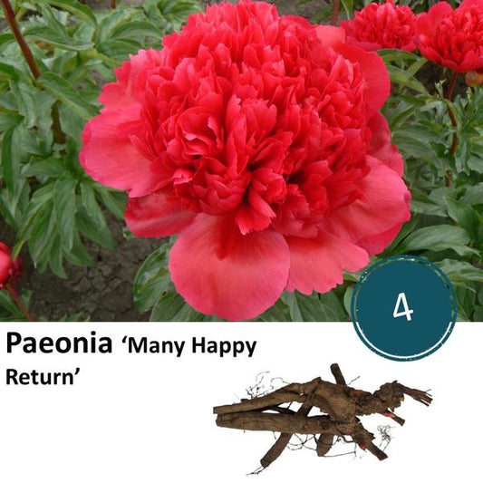Paeonia 'Beaucoup de retours heureux' - 4x