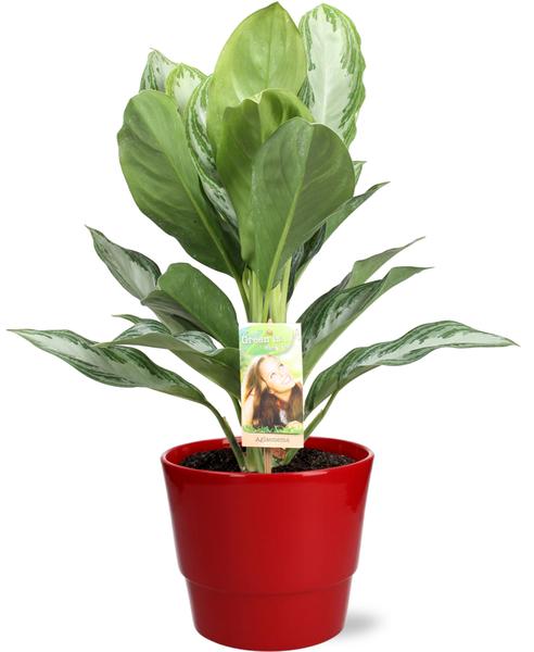 Aglaonema Silver Bay - Ø17cm - ↕55cm + Pot Basic D18x15cm - Rouge