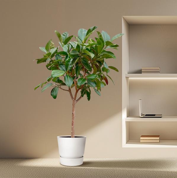 Ficus Elastica  Robusta op stam - 210cm - ø40