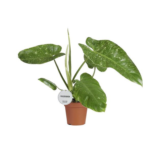 Philodendron José Buono - Ø15cm - ↕45cm
