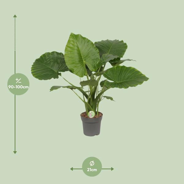 Alocasia Gageana Californie - Ø21cm - ↕80cm
