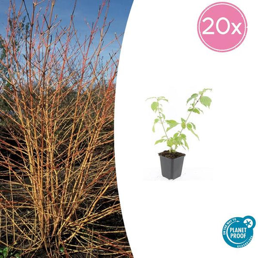 Cornus chantait. 'Orange d'hiver d'Anny' - ↕10-25cm - Ø9cm - 20x