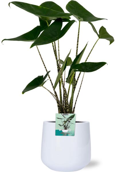 Alocasia Zebrina - Ø19cm - ↕75cm + Pot Puglia D21/23,5x21cm - Blanc