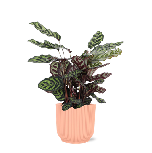 Calathea Makoyana Ø21cm - ↕70cm en pot Vibes ROSE