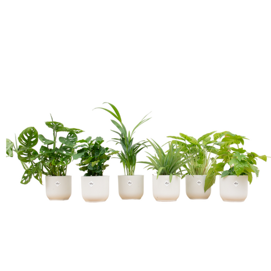 Boîte surprise - 6 plantes dont elho Vibes Fold Round Ø14 blanc
