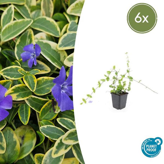 Vinca mineur 'Bleu et Or' - ↕10-25cm - Ø9cm - 6x