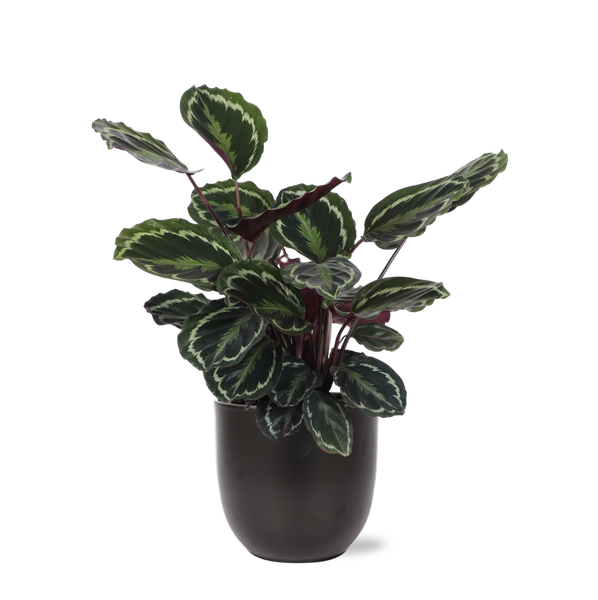 Médaillon Calathea Ø21cm - ↕70cm en Boule ANTHRACITE