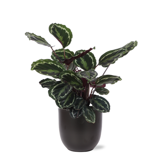 Calathea Medaillon Ø21cm - ↕70cm in Boule ANTRACIET
